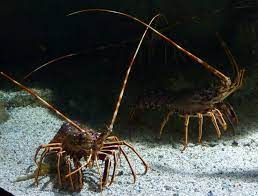 LOBSTERS COMMUNICATE BY URINATING AT EACH OTHER